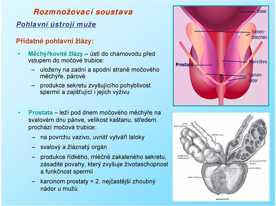 svalovém dnu pánve, velikost kaštanu, středem prochází močová trubice: na povrchu vazivo, uvnitř vytváří laloky svalový a žláznatý orgán produkce