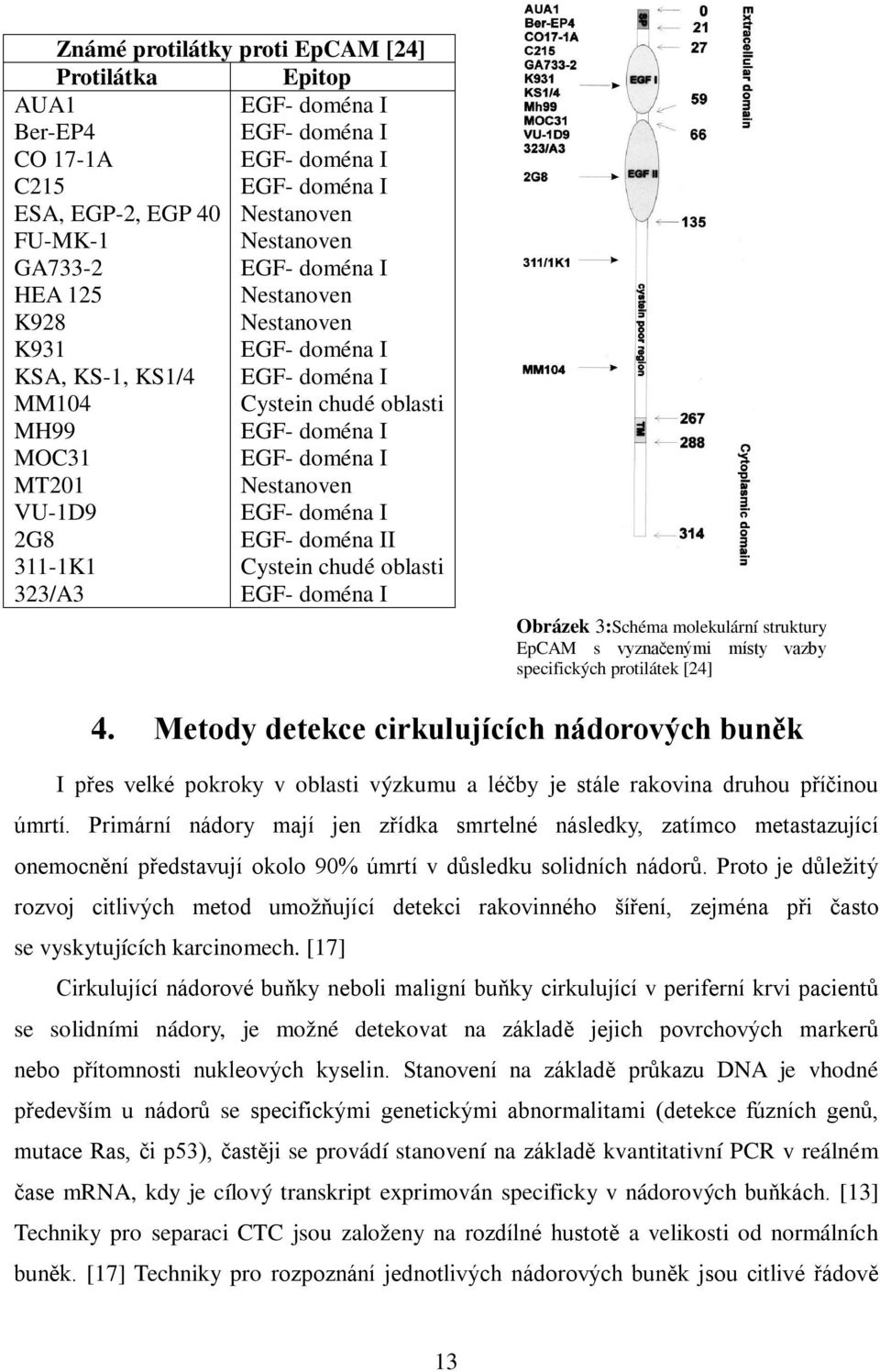 2G8 EGF- doména II 311-1K1 Cystein chudé oblasti 323/A3 EGF- doména I Obrázek 3:Schéma molekulární struktury EpCAM s vyznačenými místy vazby specifických protilátek [24] 4.