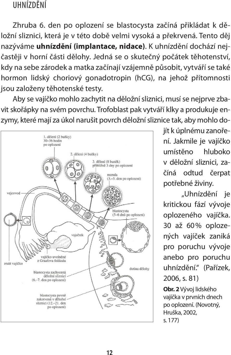 Jedná se o skutečný počátek těhotenství, kdy na sebe zárodek a matka začínají vzájemně působit, vytváří se také hormon lidský choriový gonadotropin (hcg), na jehož přítomnosti jsou založeny