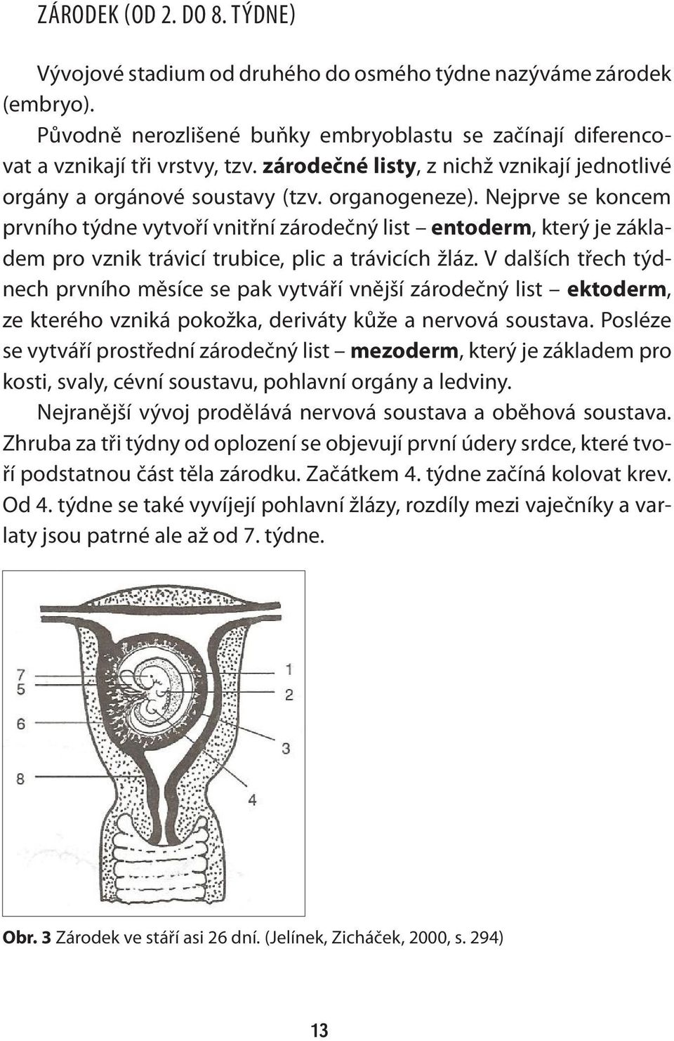 Nejprve se koncem prvního týdne vytvoří vnitřní zárodečný list entoderm, který je základem pro vznik trávicí trubice, plic a trávicích žláz.