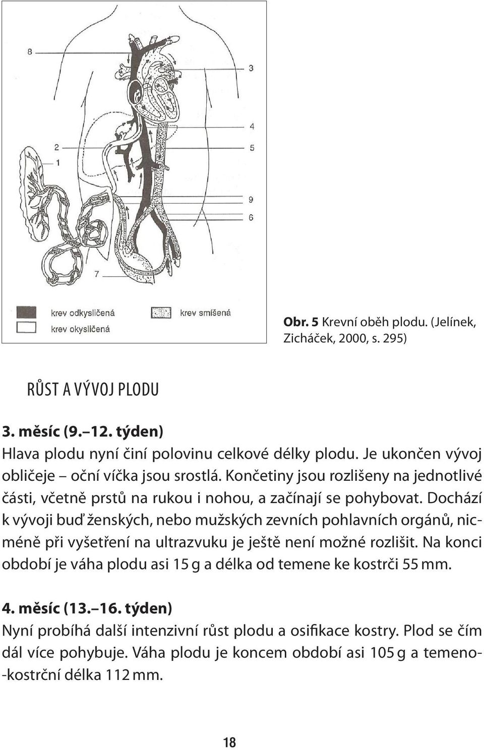 Dochází k vývoji buď ženských, nebo mužských zevních pohlavních orgánů, nicméně při vyšetření na ultrazvuku je ještě není možné rozlišit.