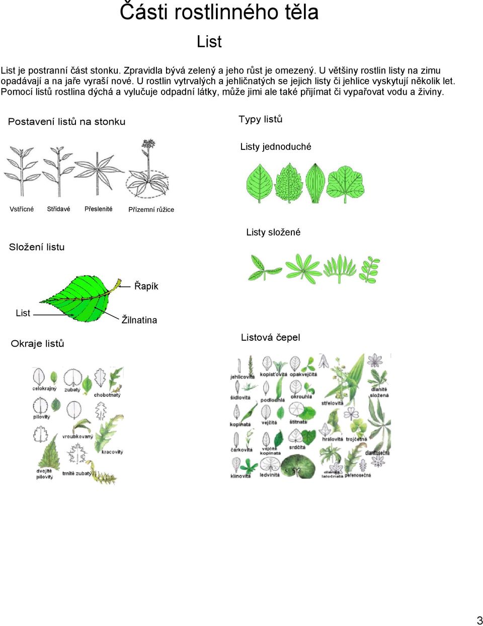U rostlin vytrvalých a jehličnatých se jejich listy či jehlice vyskytují několik let.