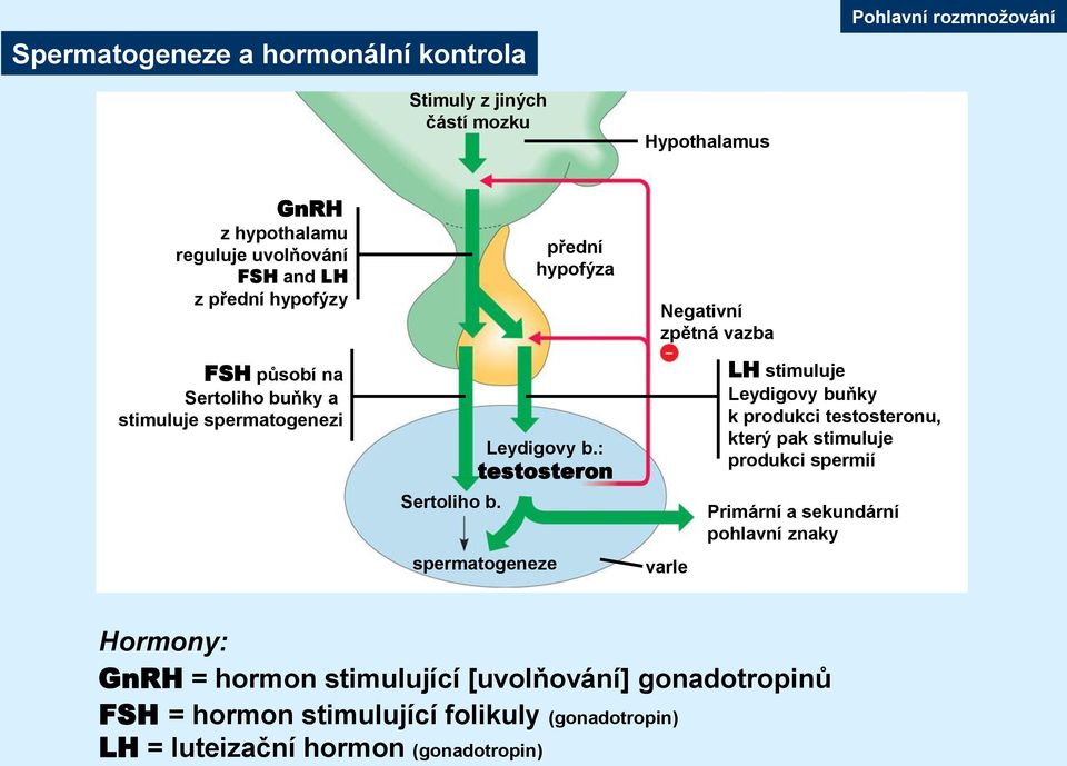 : testosteron spermatogeneze varle LH stimuluje Leydigovy buňky k produkci testosteronu, který pak stimuluje produkci spermií Primární a