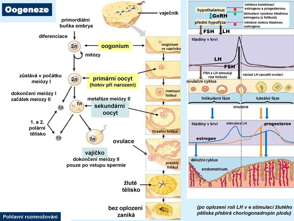 primární oocyt (hotov při narození) metafáze meiózy II sekundární oocyt Ovum vajíčko ovulace dokončení meiózy II pouze po vstupu spermie vaječník ooginium ve vaječníku rostoucí folikul Graafův