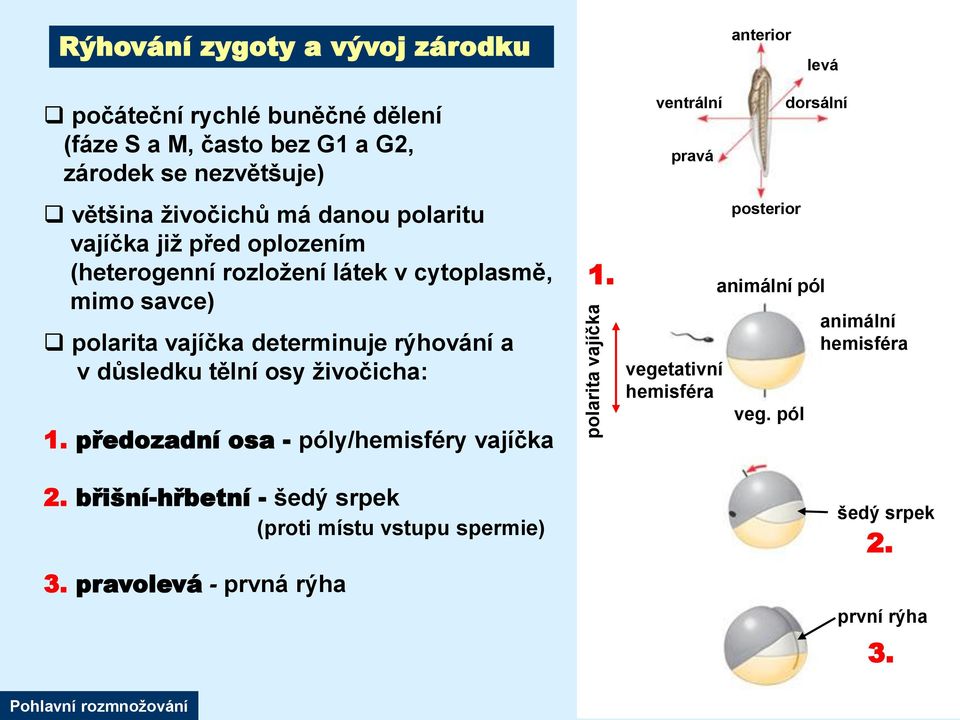 rýhování a v důsledku tělní osy živočicha: 1. předozadní osa - póly/hemisféry vajíčka 2. břišní-hřbetní - šedý srpek (proti místu vstupu spermie) 3.