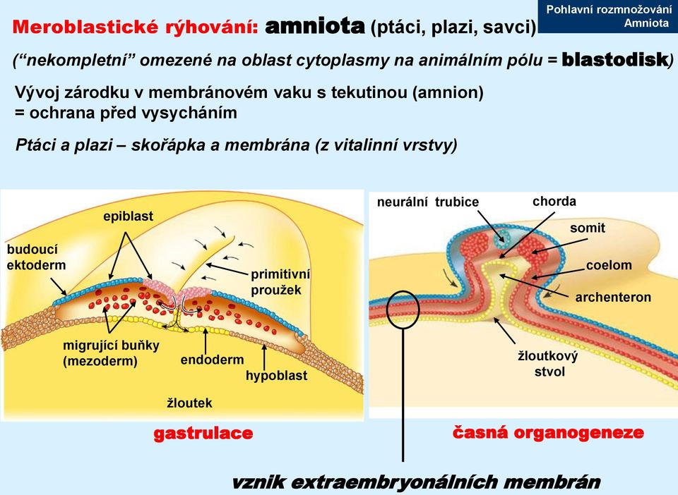 membrána (z vitalinní vrstvy) budoucí ektoderm epiblast primitivní proužek neurální trubice chorda somit coelom archenteron