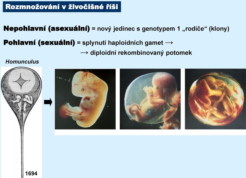 (klony) Pohlavní (sexuální) = splynutí