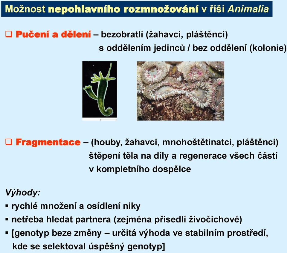 regenerace všech částí v kompletního dospělce Výhody: rychlé množení a osídlení niky netřeba hledat partnera