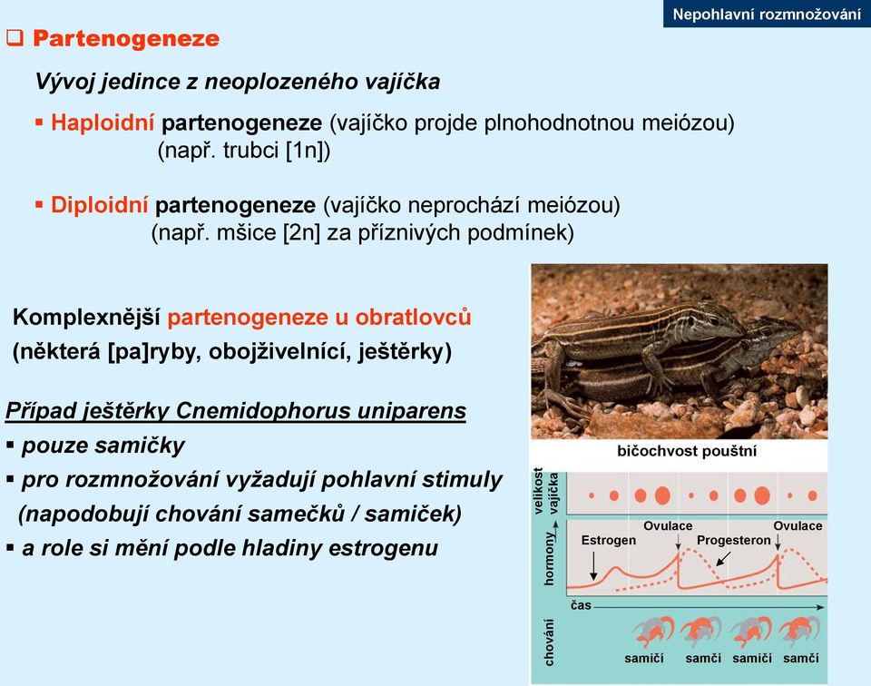 mšice [2n] za příznivých podmínek) Komplexnější partenogeneze u obratlovců (některá [pa]ryby, obojživelnící, ještěrky) Případ ještěrky Cnemidophorus