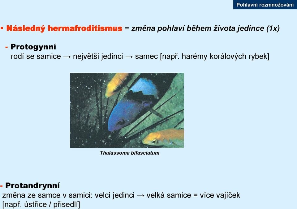 harémy korálových rybek] Thalassoma bifasciatum - Protandrynní změna