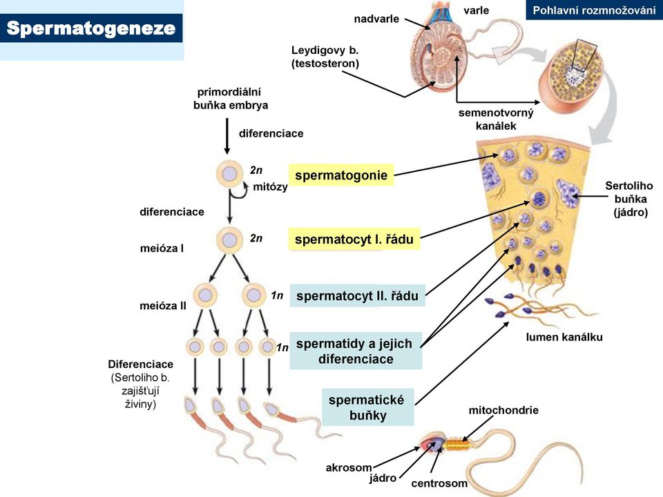 spermatogonie Sertoliho buňka (jádro) meióza I 2n spermatocyt I. řádu meióza II 1n spermatocyt II.