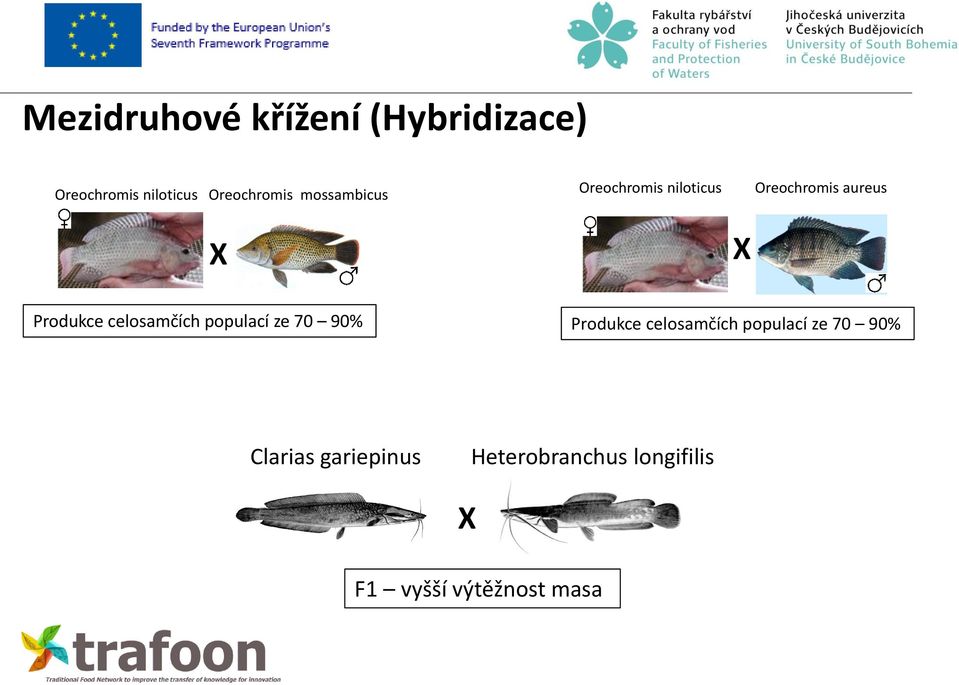 celosamčích populací ze 70 90% Produkce celosamčích populací ze 70