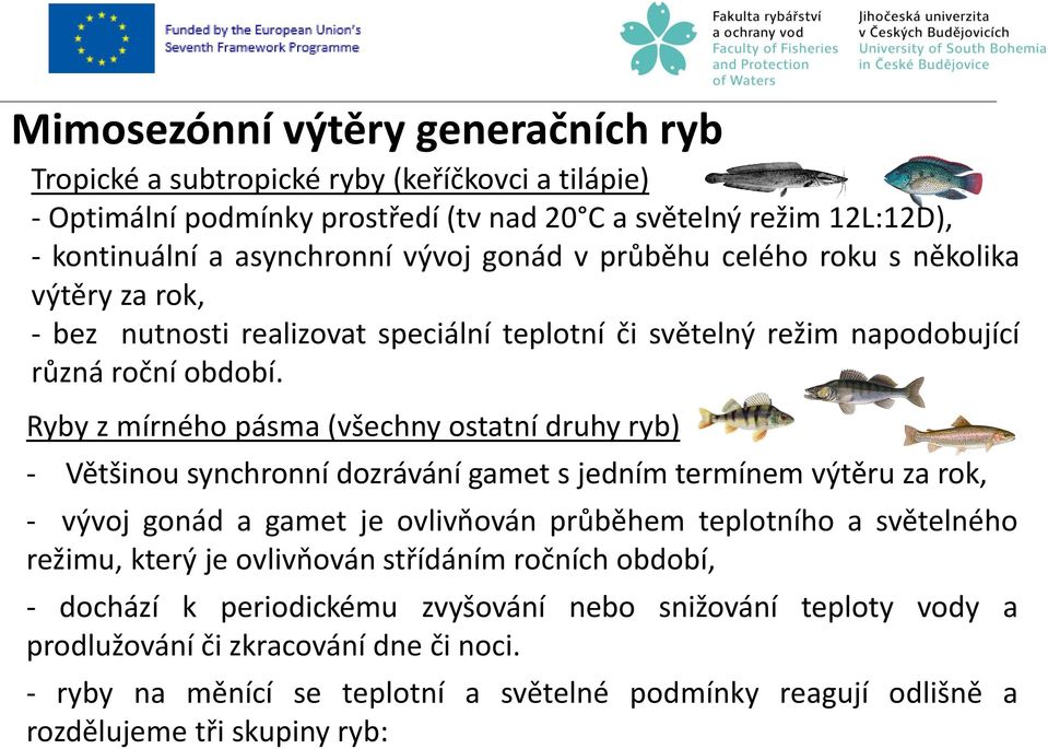 Ryby z mírného pásma (všechny ostatní druhy ryb) - Většinou synchronní dozrávání gamet s jedním termínem výtěru za rok, - vývoj gonád a gamet je ovlivňován průběhem teplotního a světelného režimu,