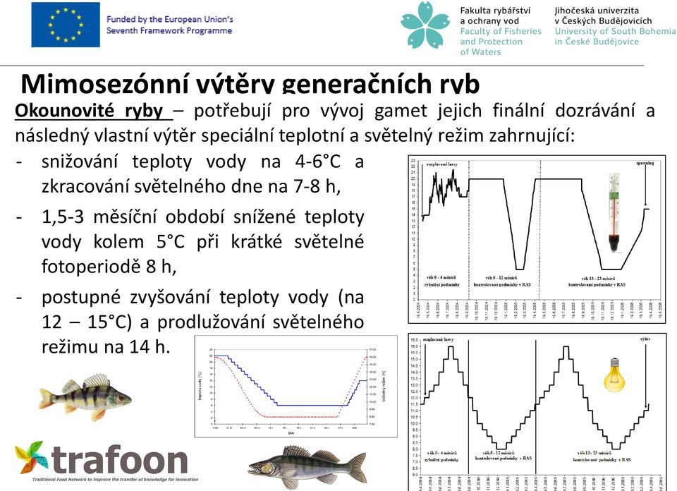 zkracování světelného dne na 7-8 h, - 1,5-3 měsíční období snížené teploty vody kolem 5 C při krátké