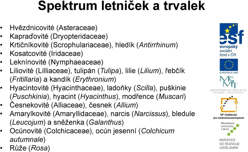 Hyacintovité (Hyacinthaceae), ladoňky (Scilla), puškinie (Puschkinia), hyacint (Hyacinthus), modřence (Muscari) Česnekovité (Alliaceae), česnek (Allium)