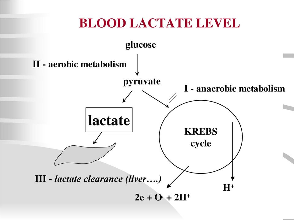 anaerobic metabolism KREBS cycle III -