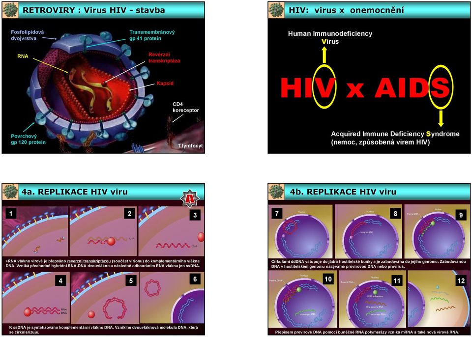 REPLIKACE HIV viru 1 2 3 7 8 9 +RNA vlákno virové je přepsáno reverzní transkriptázou (součást virionu) do komplementárního vlákna DNA.