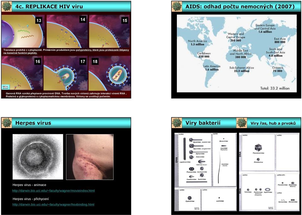 16 17 18 Zpět na přehled Genová RNA vzniká přepisem provirové DNA.