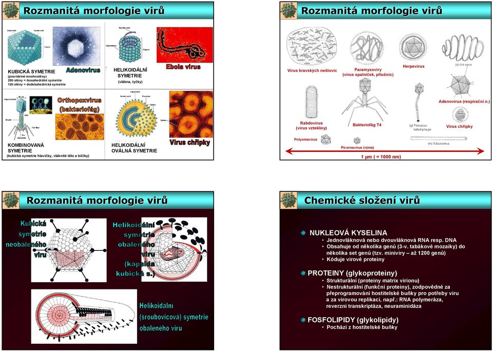 ) Rabdovirus (virus vztekliny) Bakteriofág T4 Virus chřipky KOMBINOVANÁ SYMETRIE (kubická symetrie hlavičky, vláknité tělo a bičíky) HELIKOIDÁLNÍ OVÁLNÁ SYMETRIE Polyomavirus Picornavirus (rýma) 1 µm