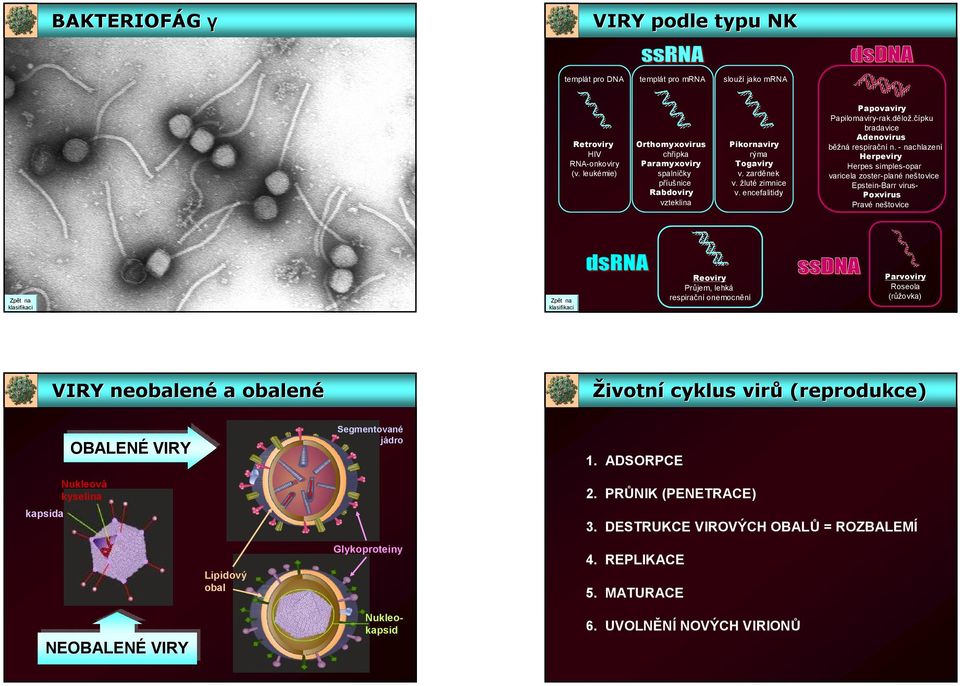 čípku bradavice Adenovirus běžná respirační n.