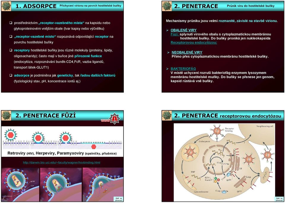 odpovídající receptor na povrchu hostitelské buňky receptory hostitelské buňky jsou různé molekuly (proteiny, lipidy, oligosacharidy); často mají v buňce jiné přirozené funkce (endocytóza,