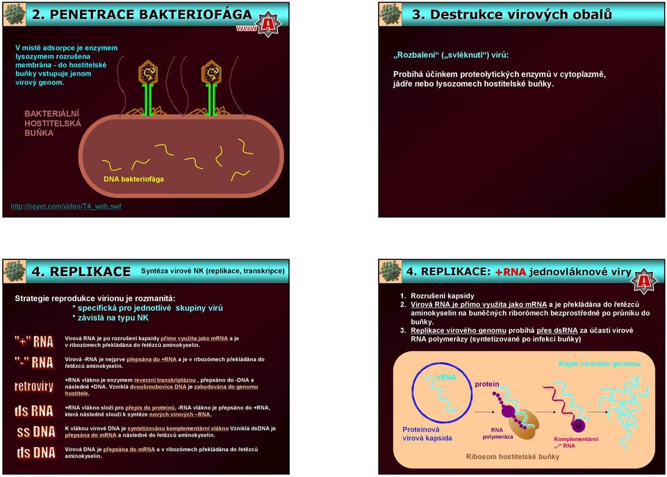 com/video/t4_web.swf 4. REPLIKACE Syntéza virové NK (replikace, transkripce) 4.