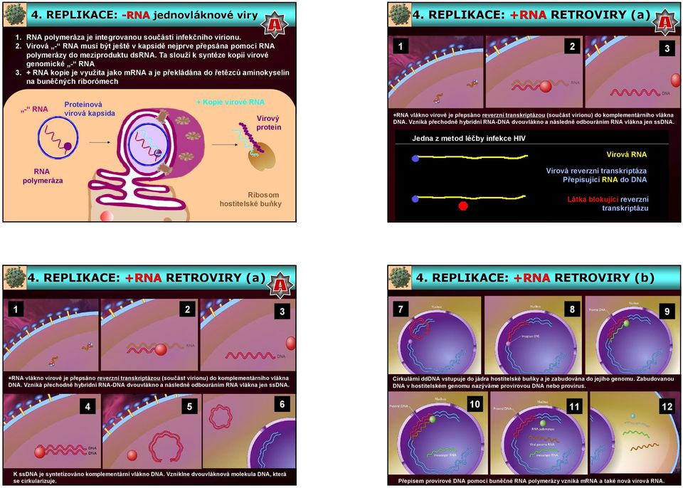 + RNA kopie je využita jako mrna a je překládána do řetězců aminokyselin na buněčných riborómech 1 2 3 - RNA Proteinová virová kapsida + Kopie virové RNA Virový protein +RNA vlákno virové je přepsáno