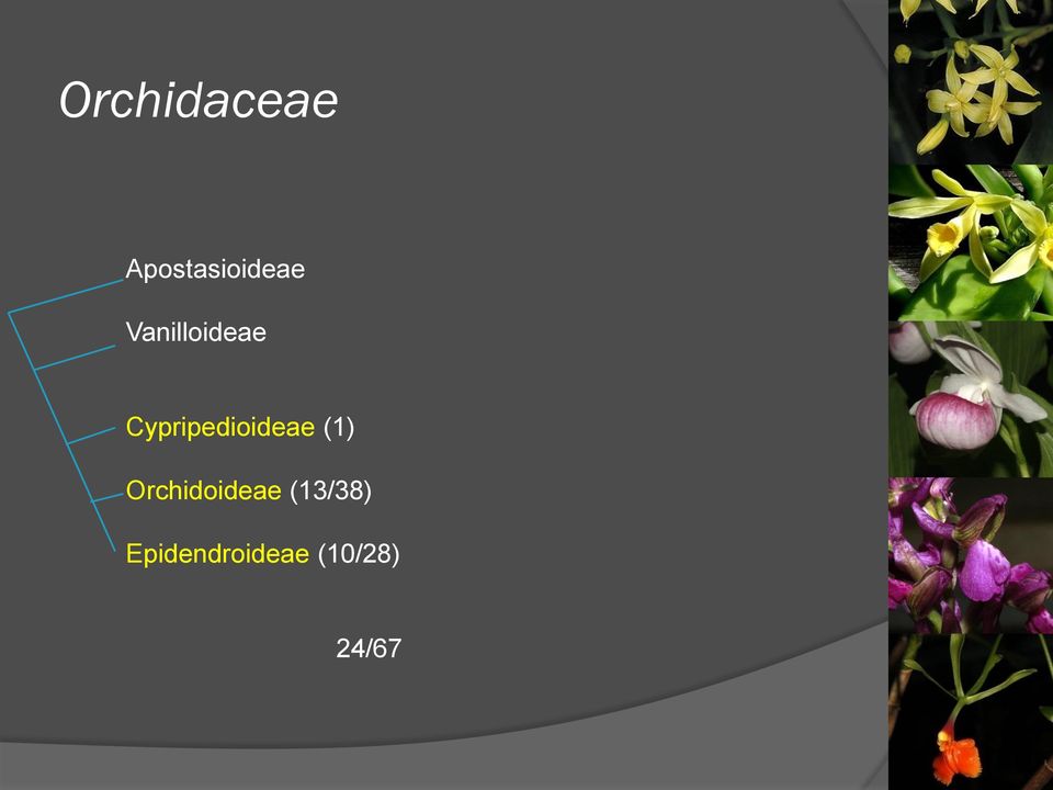 Cypripedioideae (1)