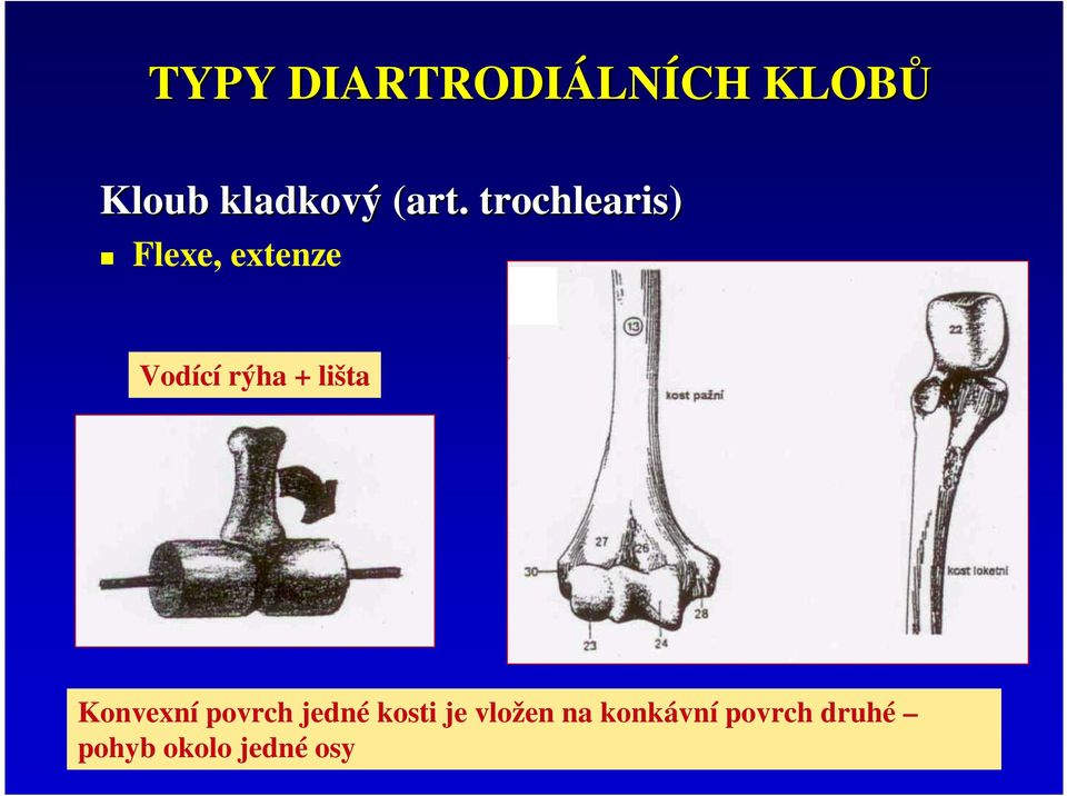 + lišta Konvexní povrch jedné kosti je vložen