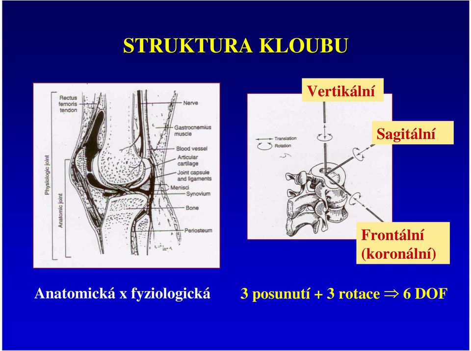 (koronální) Anatomická x