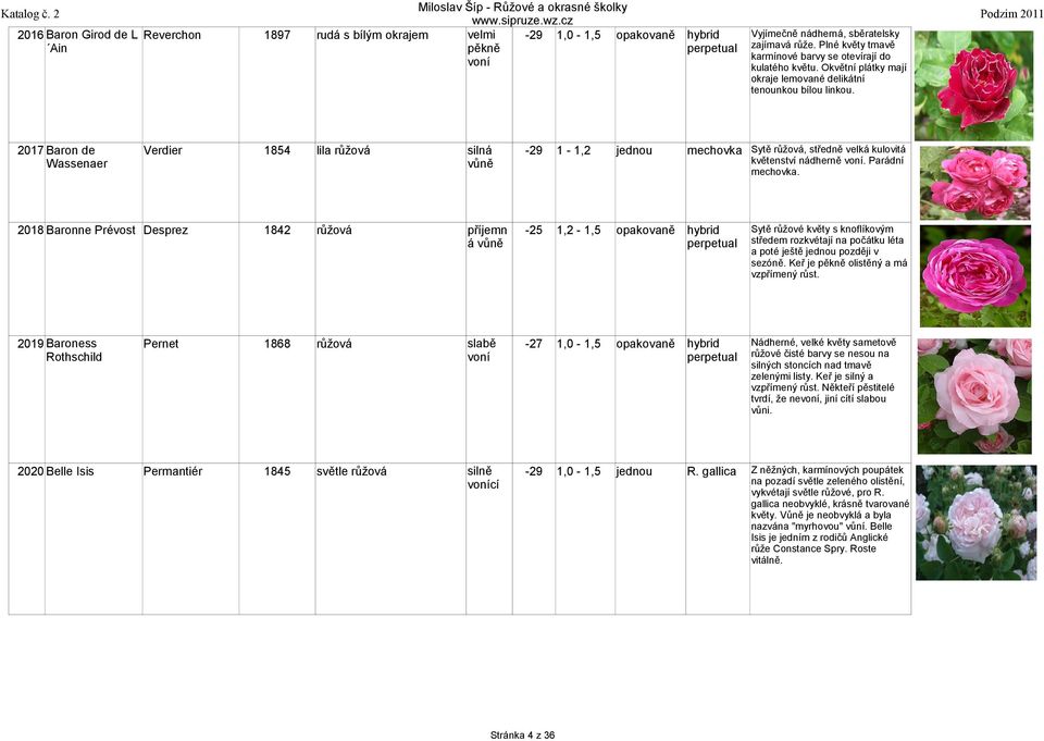 2019 Baroness Rothschild Pernet 1868-27 opakovaně hybrid Nádherné, velké květy sametově růžové čisté barvy se nesou na silných stoncích nad tmavě zelenými listy. Keř je silný a vzpřímený růst.