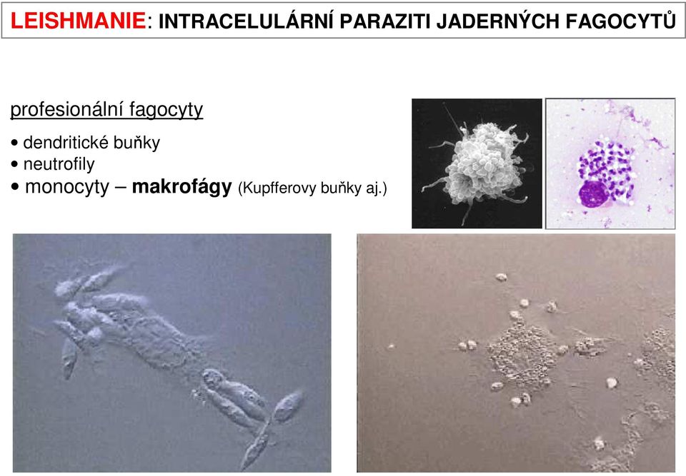 fagocyty dendritické buňky