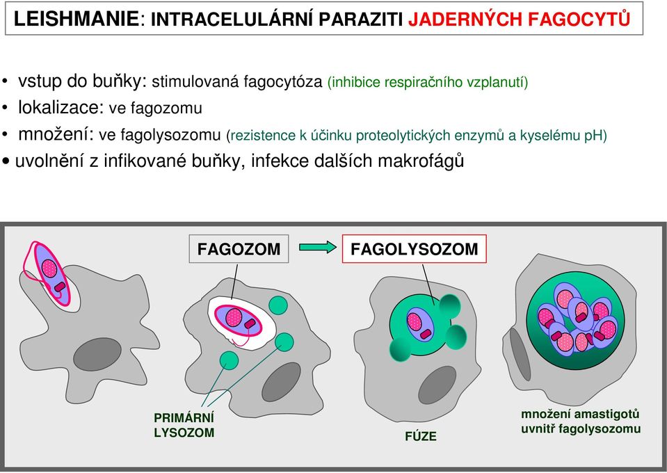fagolysozomu (rezistence k účinku proteolytických enzymů a kyselému ph) uvolnění z
