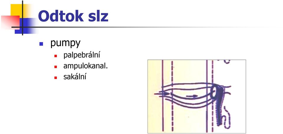 palpebrální