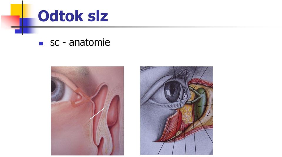 anatomie