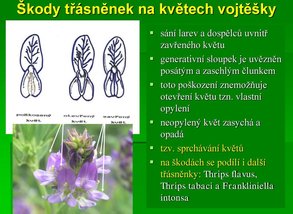 otevření květu tzn. vlastní opylení neopylený květ zasychá a opadá tzv.