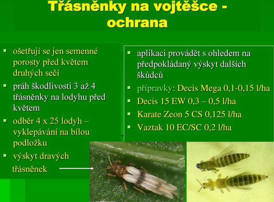 výskyt dravých třásněnek aplikaci provádět s ohledem na předpokládaný výskyt dalších škůdců