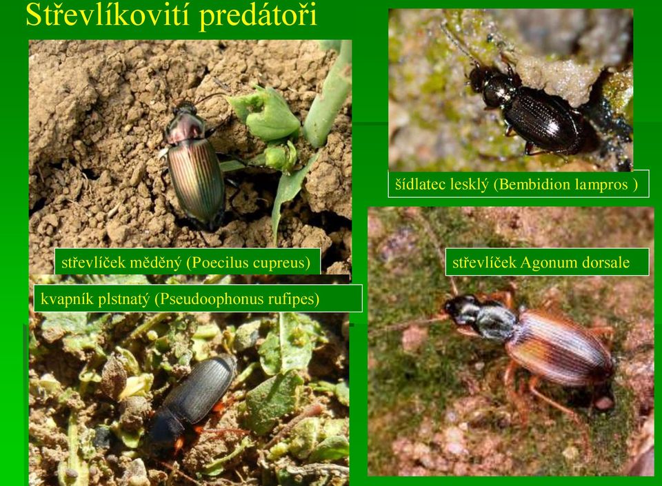 (Poecilus cupreus) střevlíček Agonum