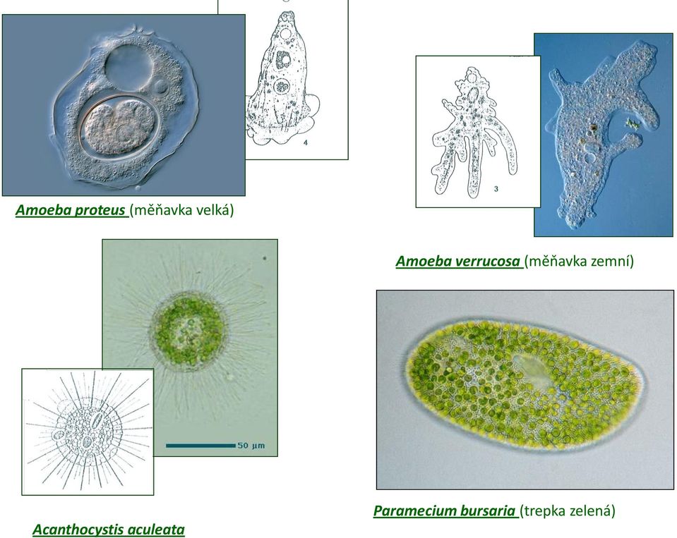 zemní) Acanthocystis aculeata