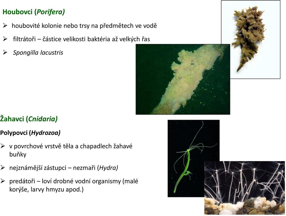 Polypovci (Hydrozoa) v povrchové vrstvě těla a chapadlech žahavé buňky nejznámější