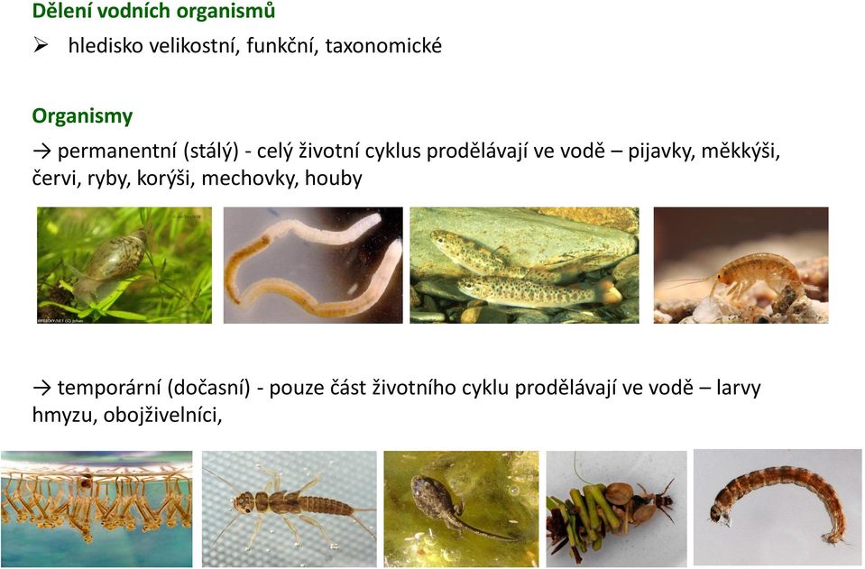 pijavky, měkkýši, červi, ryby, korýši, mechovky, houby temporární