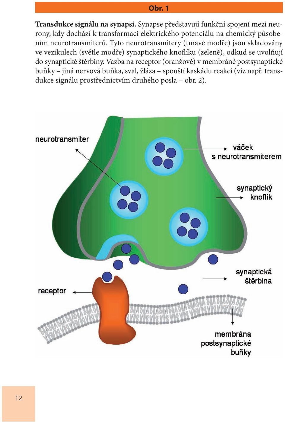 neurotransmiterů.