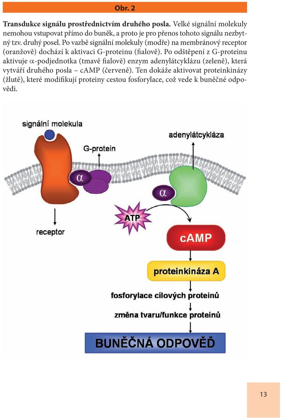 Po vazbě signální molekuly (modře) na membránový receptor (oranžově) dochází k aktivaci G-proteinu (fialově).