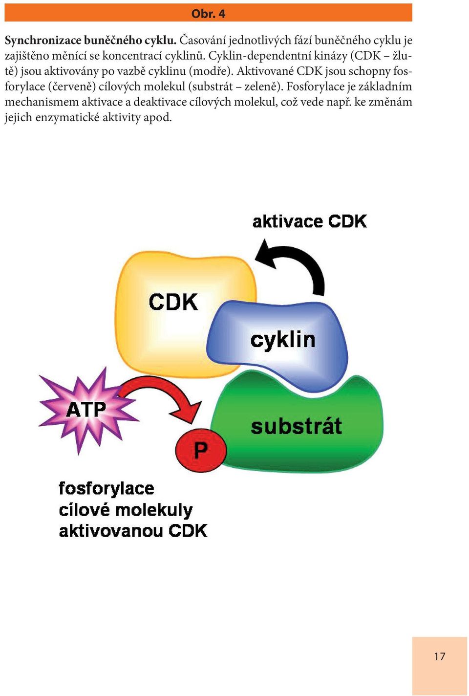 Cyklin-dependentní kinázy (CDK žlutě) jsou aktivovány po vazbě cyklinu (modře).