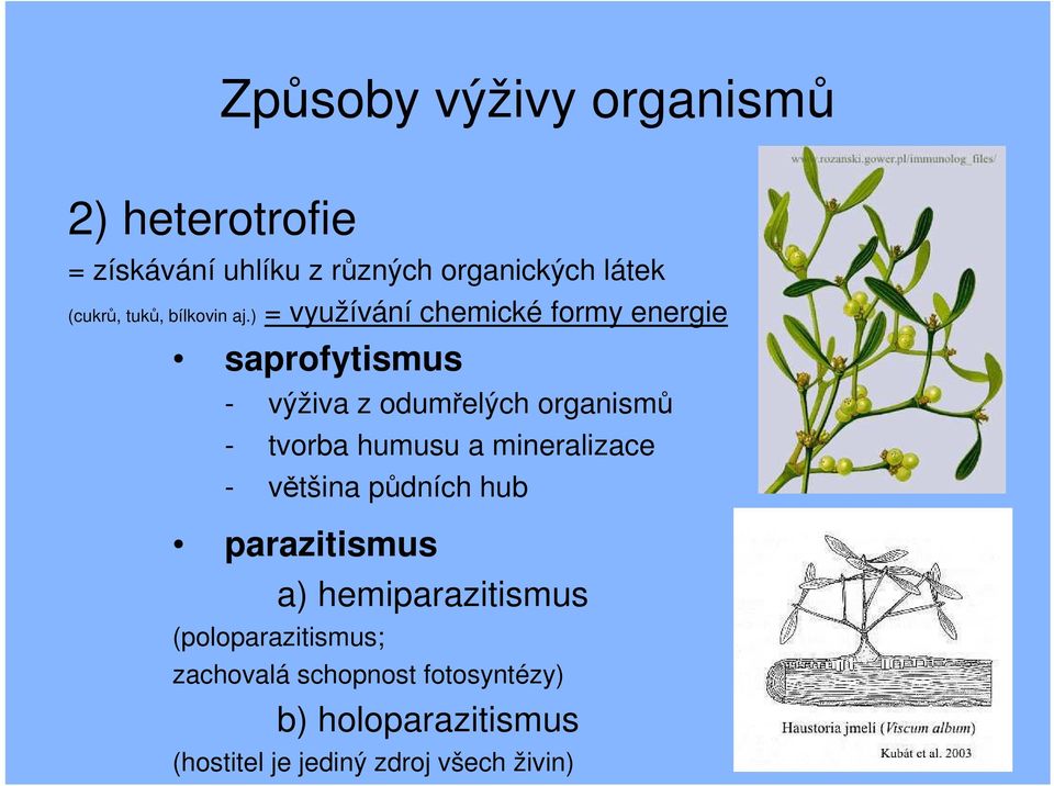 ) = využívání chemické formy energie saprofytismus - výživa z odumřelých organismů - tvorba humusu