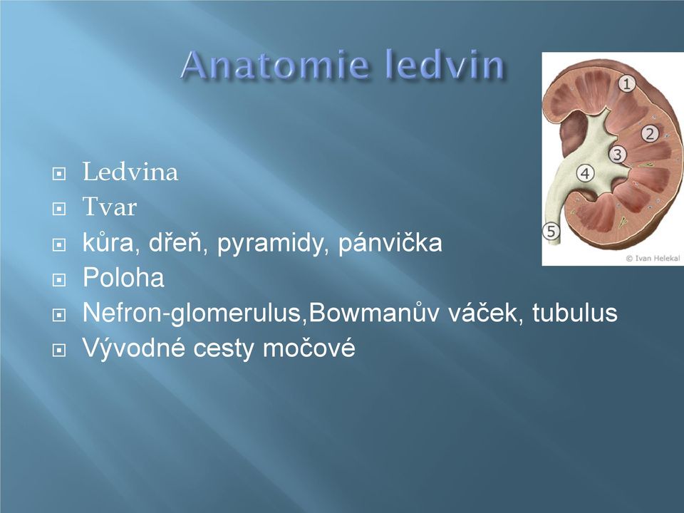 Nefron-glomerulus,Bowmanův