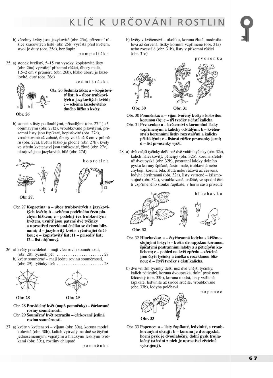 27f2), vroukovně pilovitými, přízmní listy jsou řpíkté, kopisťovité (or. 27), vroukovné ž zuté, úory vlké ž 8 m v průměru (or. 27), květní lůžko j plohé (or.