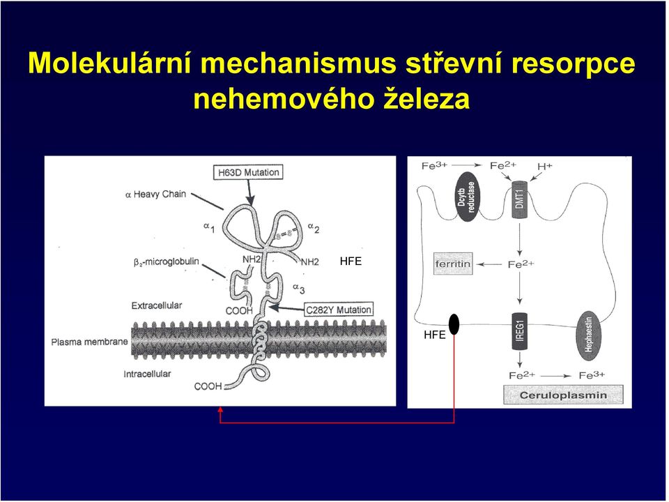 střevní resorpce