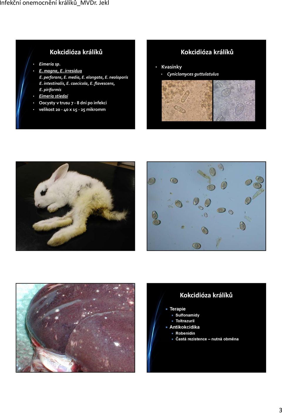 piriformis Eimeria stiedai Oocysty v trusu 7 8 dní po infekci velikost 20 40 x 15 25 mikromm Kvasinky Kokcidióza králíků Cyniclomyces