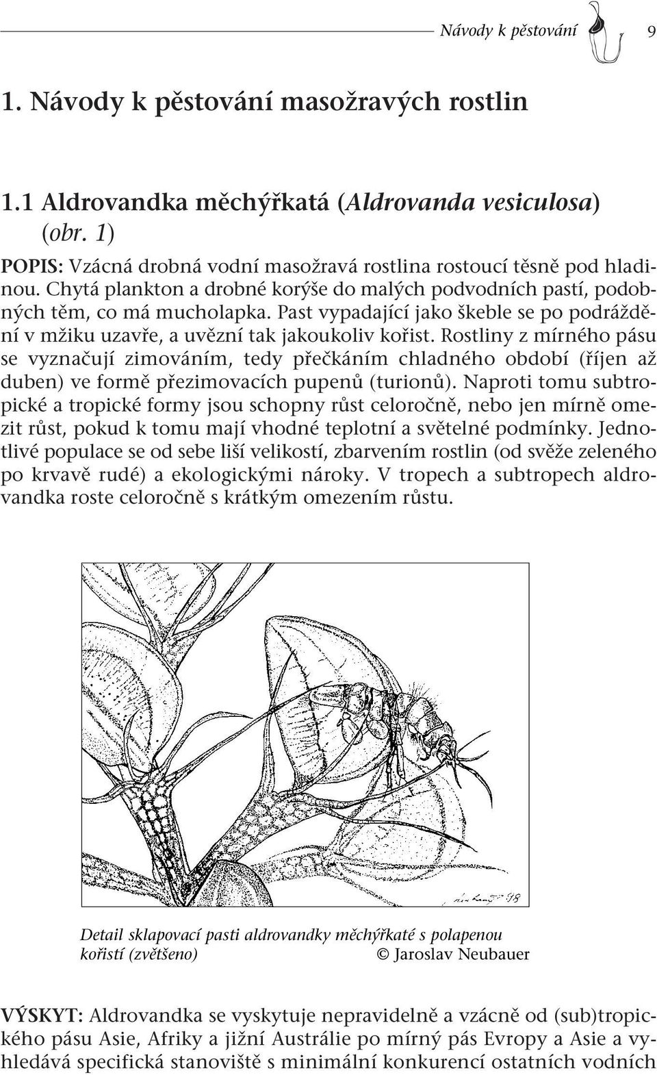 Rostliny z mírného pásu se vyznačují zimováním, tedy přečkáním chladného období (říjen až duben) ve formě přezimovacích pupenů (turionů).